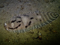 Harrowed Sole photo 5