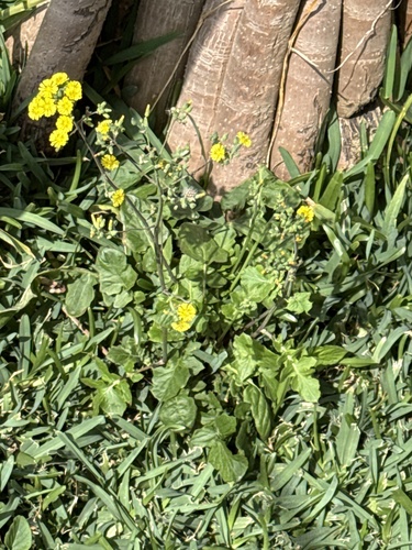 Youngia japonica observed 2026-03-08