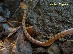 Leptodeira polysticta