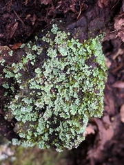 Cladonia incrassata