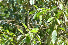 Myiophobus crypterythrus