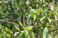 Myiophobus crypterythrus