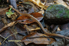 Leptodeira polysticta