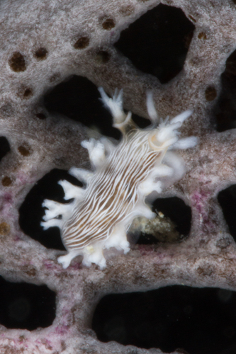 Hamner's Tritonia