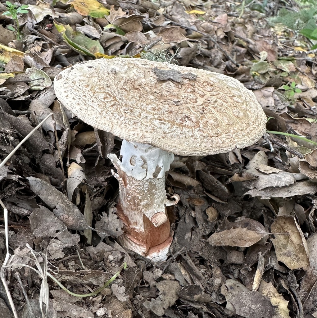 Amanita novinupta · March 2026 · photo: © barbarab (iNaturalist, cc-by)