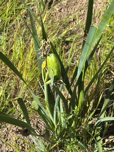 Iris longipetala, photograph 2