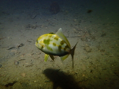 Seriola hippos