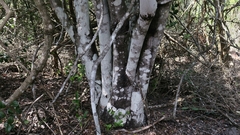 Maytenus undata