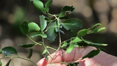 Maytenus undata