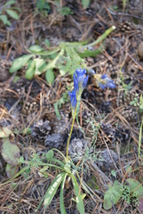 Gentiana decumbens