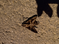 Macroglossum mitchellii