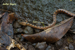 Leptodeira polysticta