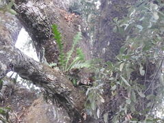 Disocactus anguliger