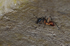 Dinomyrmex gigas borneensis