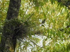 Tillandsia juncea