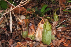 Nepenthes hirsuta
