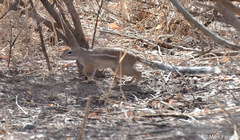 Euxerus erythropus