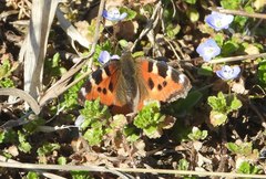 Aglais urticae