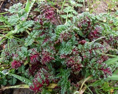 Synchytrium papillatum