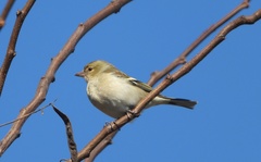 Fringilla coelebs