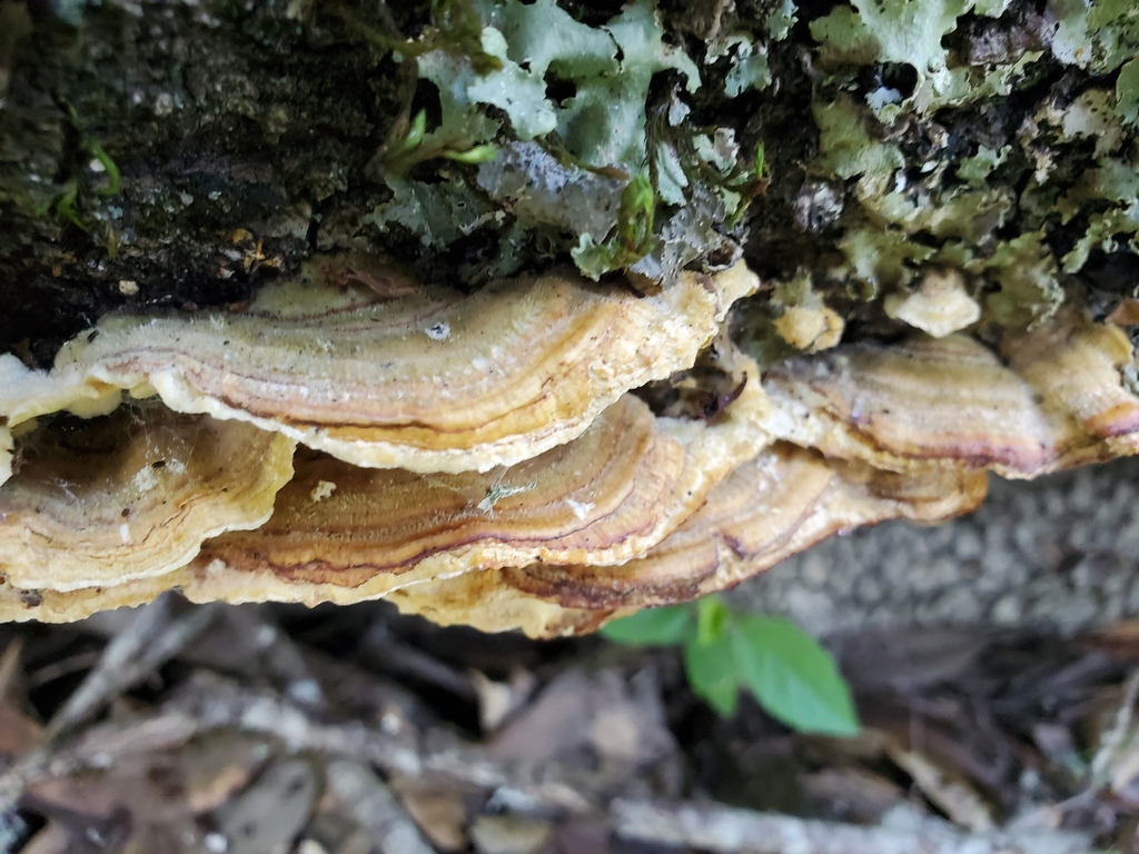 Trametopsis cervina · March 2026 · photo: © arlenedevitt (iNaturalist, cc-by)