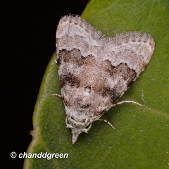 Nola bifascialis