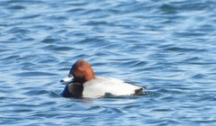Aythya ferina