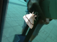 Lymantria xylina