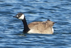 Branta canadensis