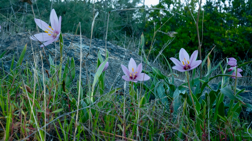 adobe lily (Fritillaria pluriflora)