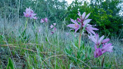 Fritillaria pluriflora, photograph 2