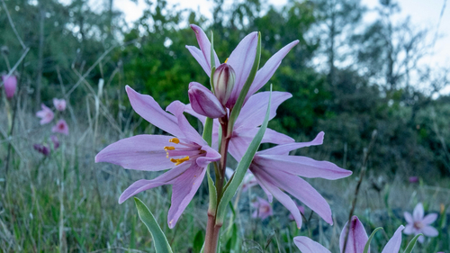 Fritillaria pluriflora, photograph 1