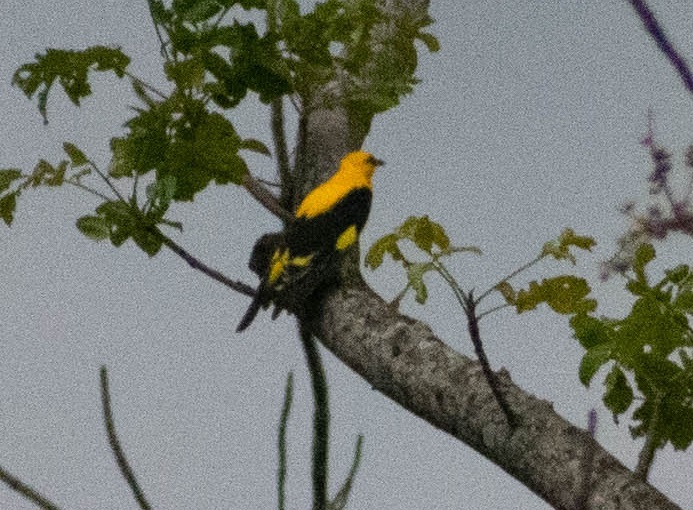 Indian Golden Oriole