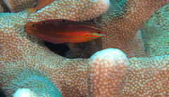 Halichoeres biocellatus