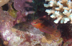 Halichoeres biocellatus