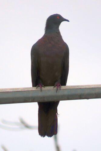 Christmas Imperial Pigeon (Ducula whartoni), photo 7