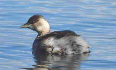 Tachybaptus ruficollis