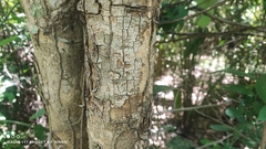 (c) Thomaz Ricardo Favreto Sinani, some rights reserved (CC BY) Handroanthus serratifolius, photograph (c) Thomaz Ricardo Favreto Sinani, some rights reserved (CC BY)