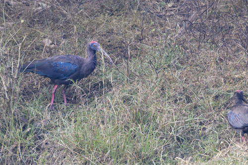 Red-naped Ibis (Pseudibis papillosa), photo 5