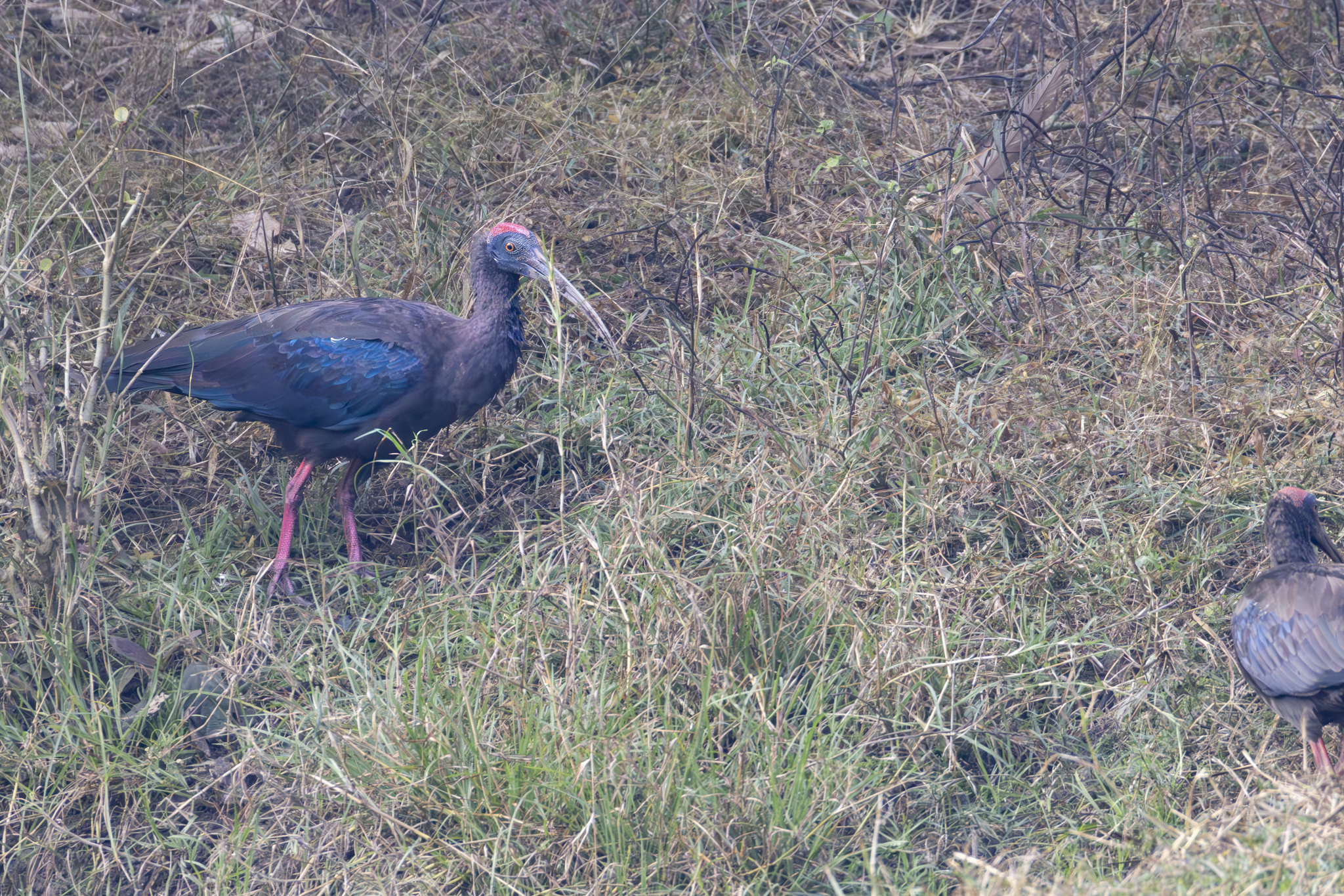 Red-naped Ibis (Pseudibis papillosa), photo 5