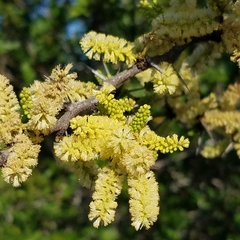 Vachellia rigidula