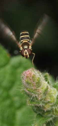 Unknown species found near Vienna Woods Trail, Aptos, CA, US