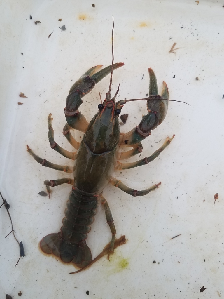 Mudbug Side View Paintedhand Mudbug from Crosby Township, OH, USA on February 26, 2020 ...