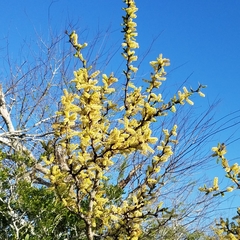 Vachellia rigidula