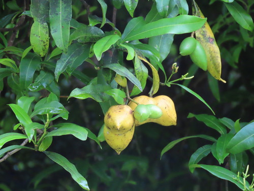 Ochrosia ackeringae observed 2026-03-01