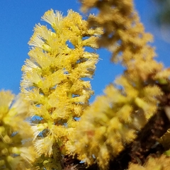 Vachellia rigidula