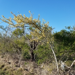 Vachellia rigidula