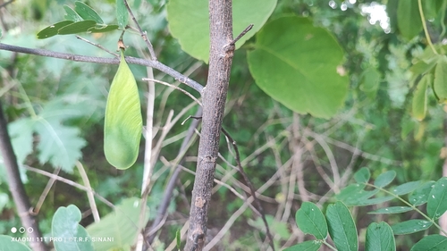 Graceful platypodium (Platypodium elegans)