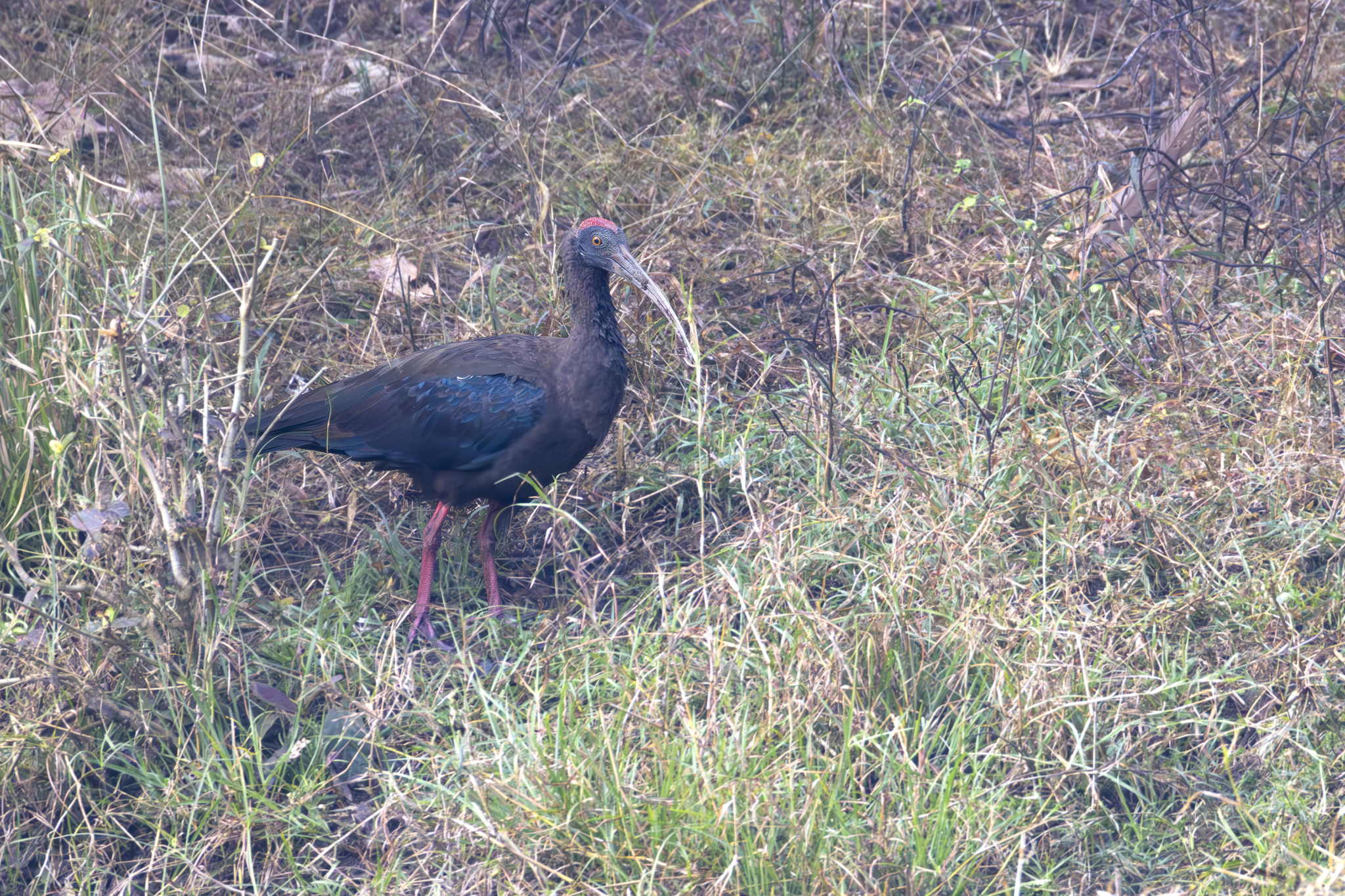 Red-naped Ibis (Pseudibis papillosa), photo 4
