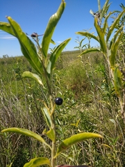 Solanum glaucophyllum